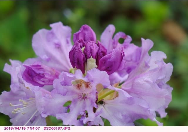 セイヨウシャクナゲ 西洋石楠花 弁天ふれあいの森公園 散歩写真
