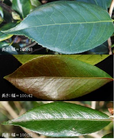 ツバキ 細葉の椿 細い葉と蕾 里山コスモスブログ