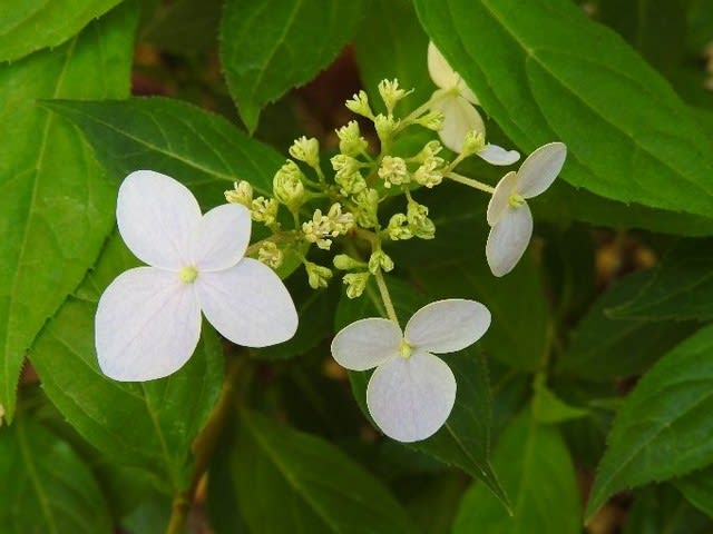 ヤマアジサイとコアジサイとガクウツギ まきさんの山野草観察日記