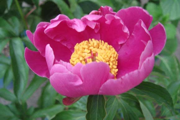 肥後芍薬 日々好日 肥後芍薬 日々好日