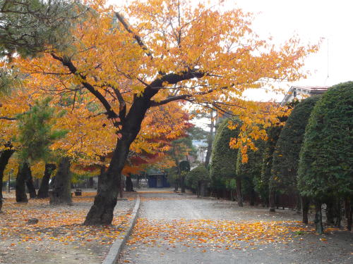 松本城公園の桜の落葉