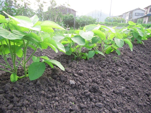 丹波黒豆枝豆の摘芯 追肥 土寄せ 大好き 野菜の時間