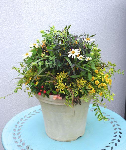 ハロウィントウガラシと白いジニアの鉢 Sunroom