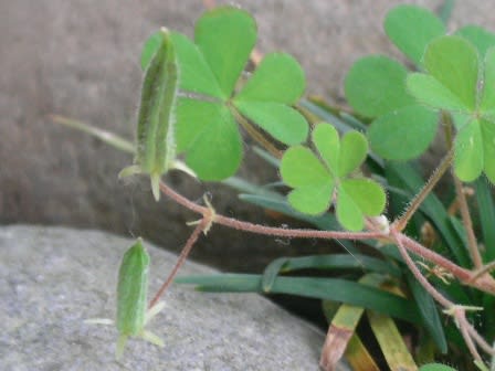 酢漿草 傍食 かたばみ 花いろいろ