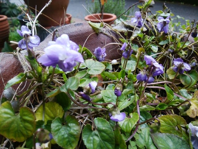 ニオイスミレの花が咲きました アロマとハーブのある暮らし