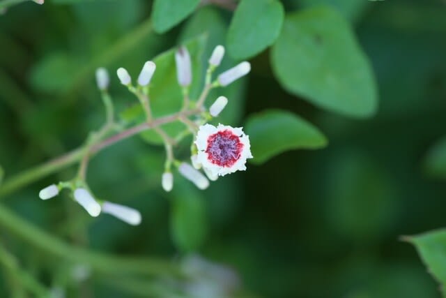 ヘクソカズラ 悲しい名前だけど姿は小さく可憐な花は9月9日の誕生花 Aiグッチ のつぶやき