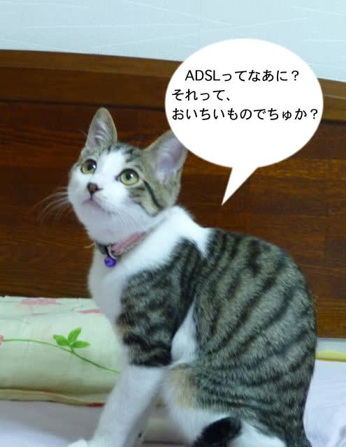 ねこ161 Adsl Majyoneko 羊毛フェルトと猫まみれの日々