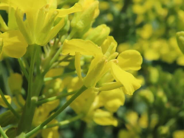 サンリクツボミナ（三陸つぼみ菜）の花