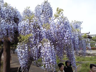 https://blogimg.goo.ne.jp/user_image/6b/18/78b42f7c291ddc94b385ead5e0516b33.jpg