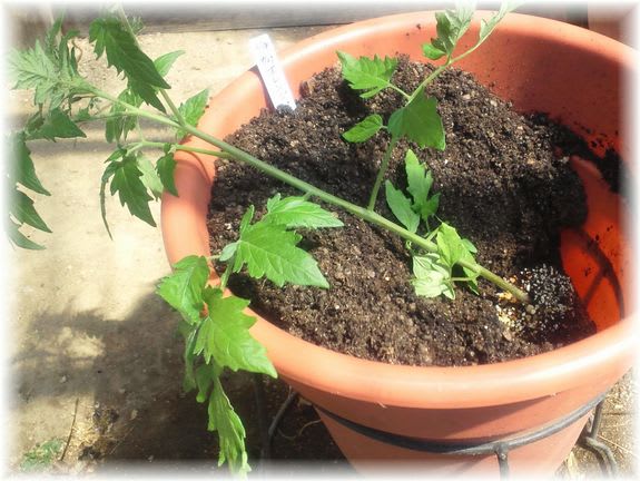 トマトを鉢植え 2013年4月27日