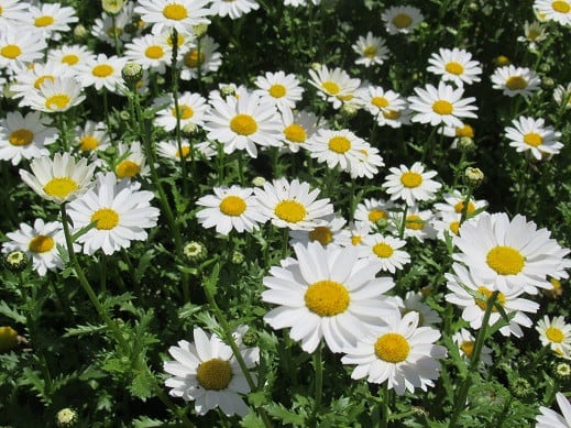街の春を演出する白いキク科の花々 吉澤兄一のブログ