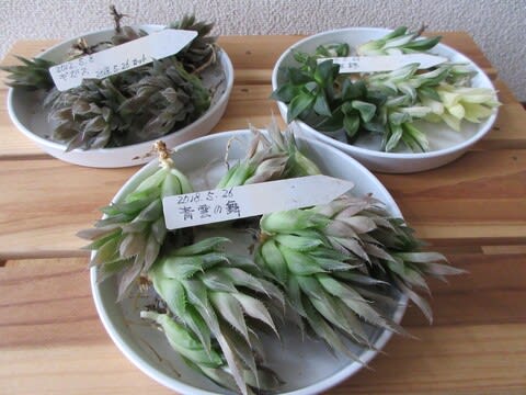 ハオ株分け ハオ サボ 多肉日和 2019 ハオ株分け ハオ サボ 多肉日和 2019