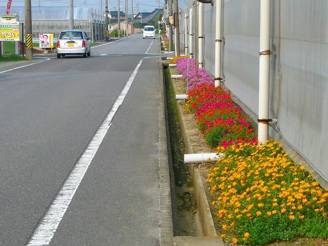 チミキリソウのある温室の画像