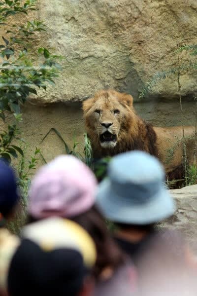 恐いけど かっこいい 東武動物公園で2頭の雄ライオンを歓迎 宮代町 須賀小の1年生 宮代now 出来事編