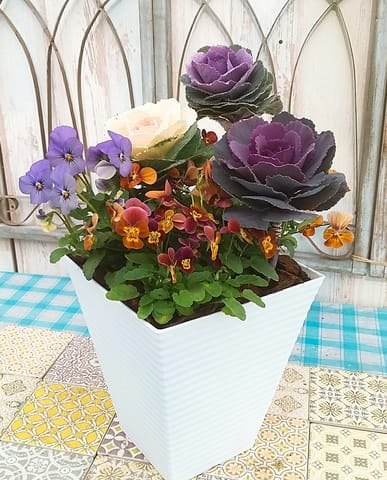 ミニ迎春寄せ植え販売開始です 本日も小春日和 ミニ迎春寄せ植え販売開始です 本日も小春日和