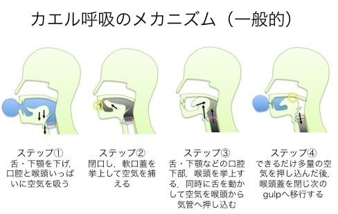 カエル呼吸 舌咽頭呼吸 のメカニズムを再考する 東埼玉病院 リハビリテーション科ブログ