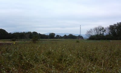 いばらき県西若者サポートステーションの東