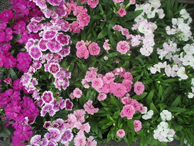 ナデシコ テルスター 苗を入荷致しました 花壇用 神奈川県 茅ケ崎市の花屋 さんこう生花店 のgooブログ