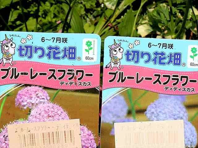 ディディスカス ブルーレースフラワー と孔雀サボテンなど Gardening2