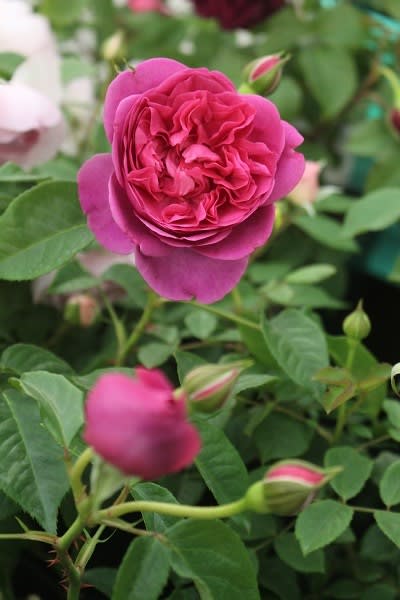 第19回国際バラとガーデニングショウ新品種３ - 薔薇と草花の日記