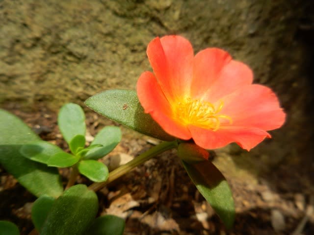 ウォーキングで花を観察し四季を感じる 季節の花地図を作ろう 3ページ目 ウォーキングで花を観察し四季を感じる 季節の花地図を作ろう 3ページ目