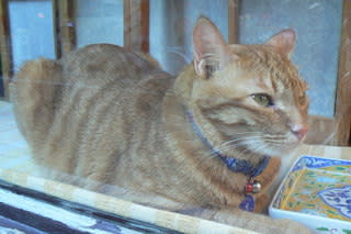ショーウィンドウの猫 In 阿佐ヶ谷 東京とっておきブロローグ