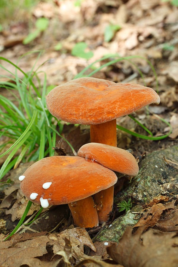 ☆Raghot様☆ご連絡用ページ☆チチタケ1キロ☆ ☆チチタケ☆大量1キロ！☆ご連絡用☆信州産☆チタケ - メルカリ