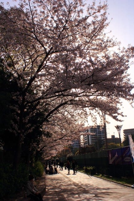 大坂なおみも見た 靭公園の桜は只今 満開 から 散り始め バラ園に謎のテント集団 しっとう 岩田亜矢那