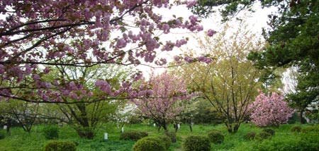 桜品種見本園