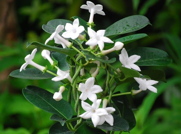 マダガスカルジャスミン 純白の花からジャスミンに似た甘い香り く にゃん雑記帳
