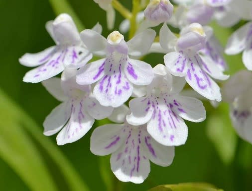 ウチョウラン ２ 白紫点花と白花 Koba の庭 春夏秋冬