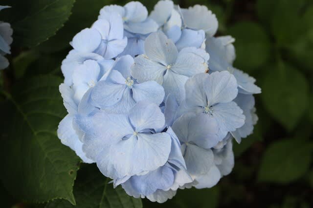 薄く青を帯びた白の装飾花が大きな西洋アジサイ シロテマリ 紫陽花シリーズ 21 26 野の花 庭の花