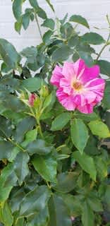 ハマナスの実 俺の空 セカンドライフ ハマナスの実 俺の空 セカンドライフ