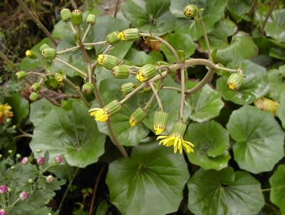 ちぃぱっぱ と呼ばれる植物ってなあ に Tamaと花たち