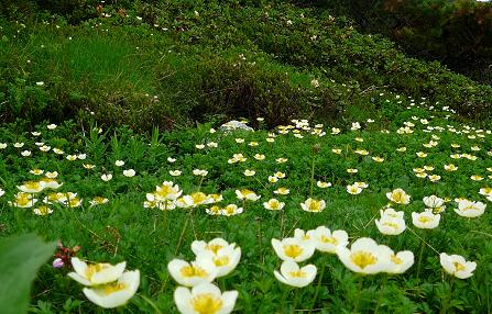旭岳の花々