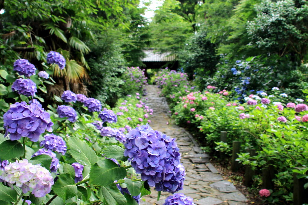 紫陽花の画像