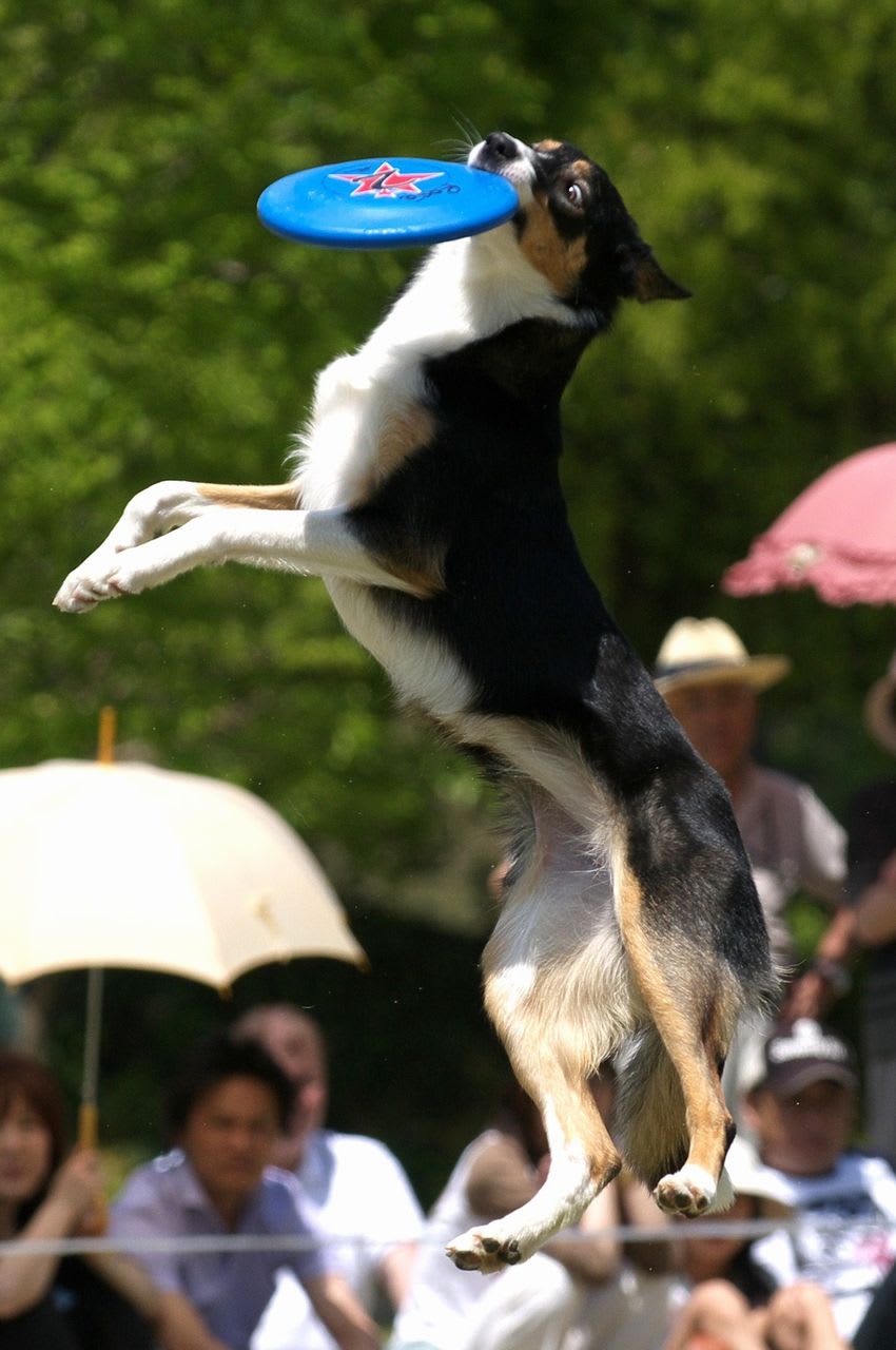 花フェスタ記念公園 フリスビー犬ショー 季節の中で気ままに Digital Photograph