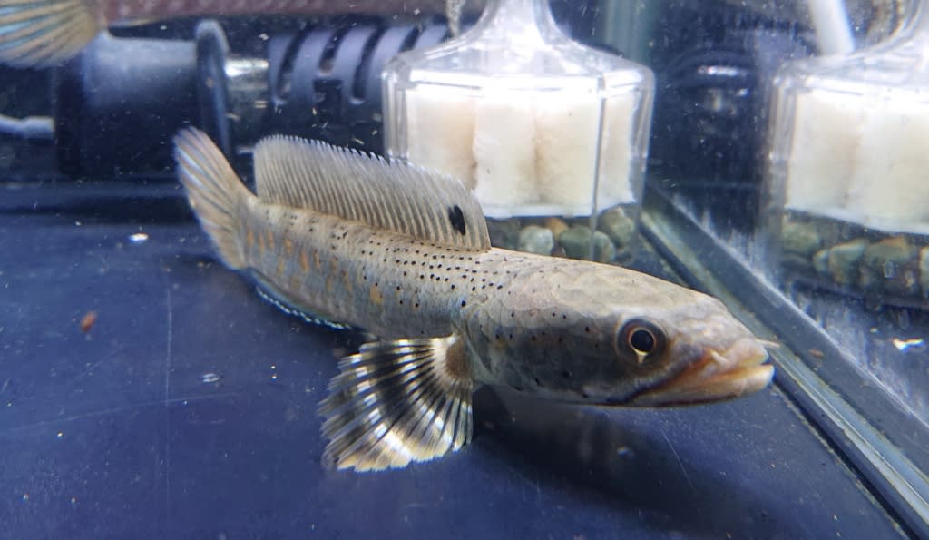 チャンナ プルクラ約14cm 熱帯魚店モンスターアクアリウム 川口店