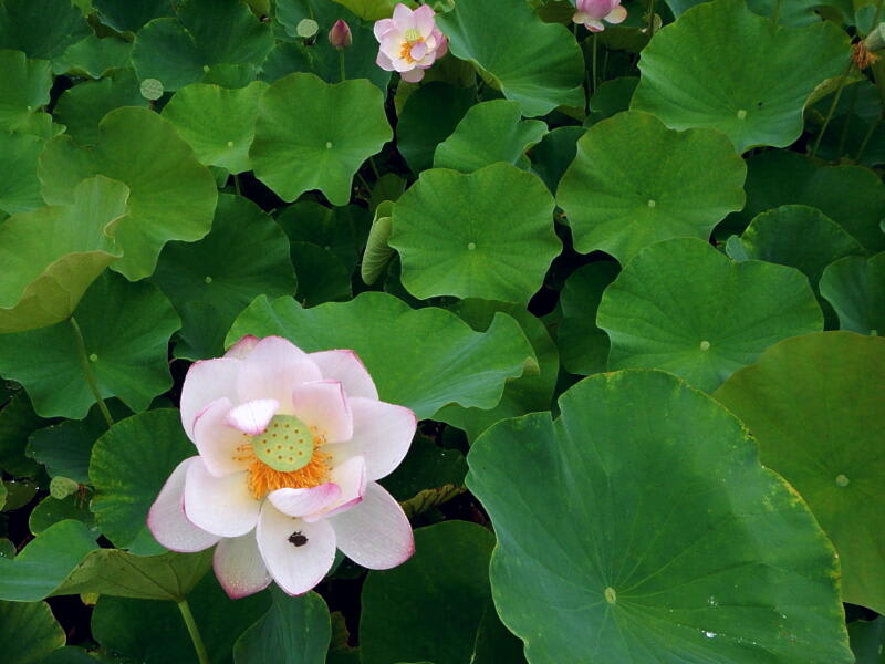 季節の花　蓮（ハス）の画像