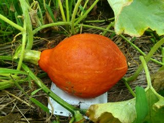 加賀野菜 打木赤皮甘栗かぼちゃ りとるふぁーむ ベジ日和 富山で食育を楽しもう 加賀野菜 打木赤皮甘栗かぼちゃ りとるふぁーむ ベジ日和 富山で食育を楽しもう