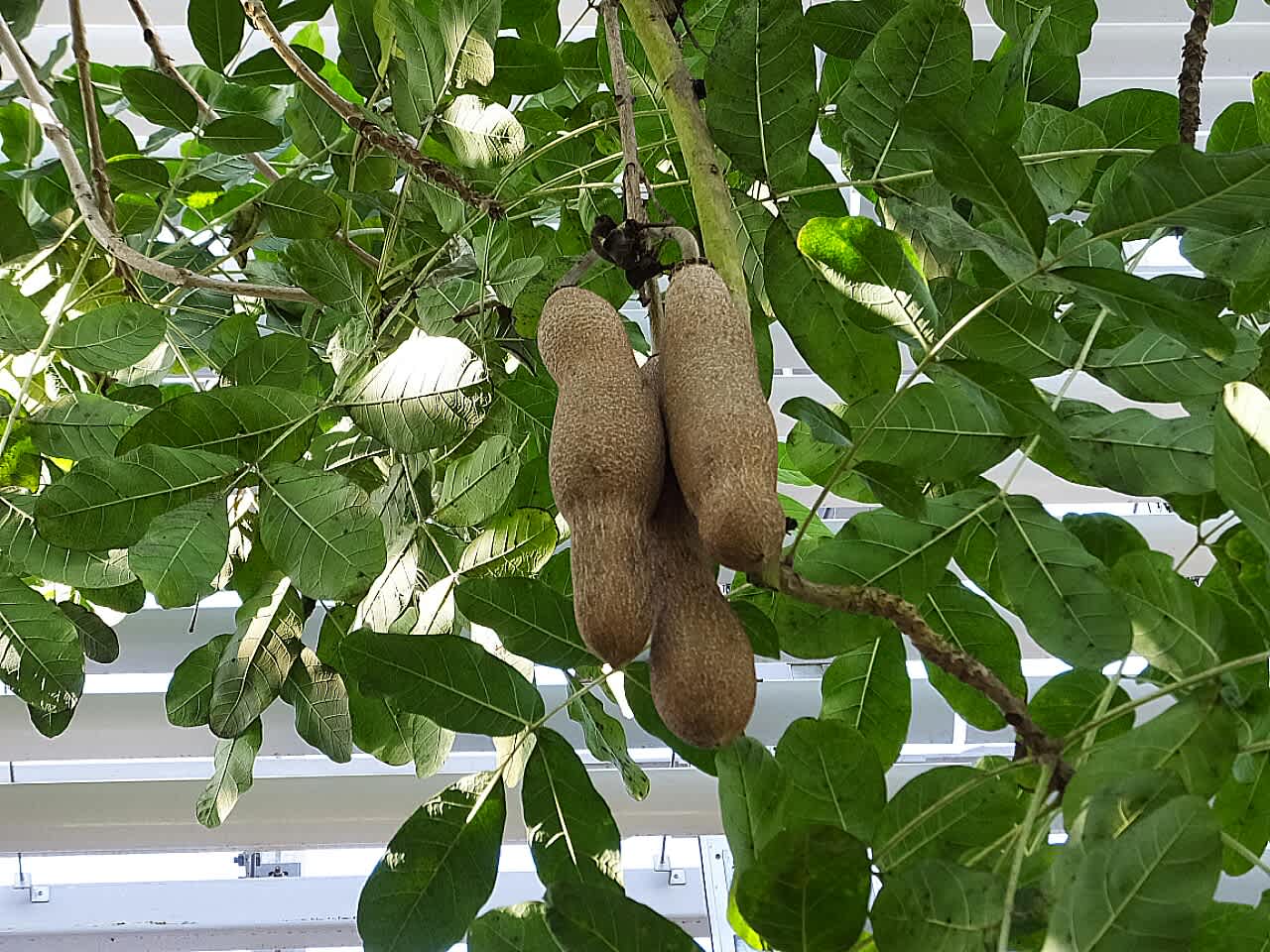 モンキーオーキッド 猿の顔 師走の桜 柑橘など 京都で定年後生活 モンキーオーキッド 猿の顔 師走の桜 柑橘など 京都で定年後生活