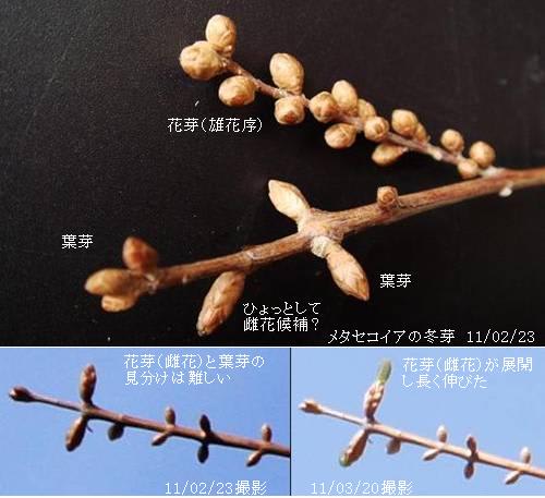 メタセコイア 雄花と雌花 葉芽の展開 里山コスモスブログ