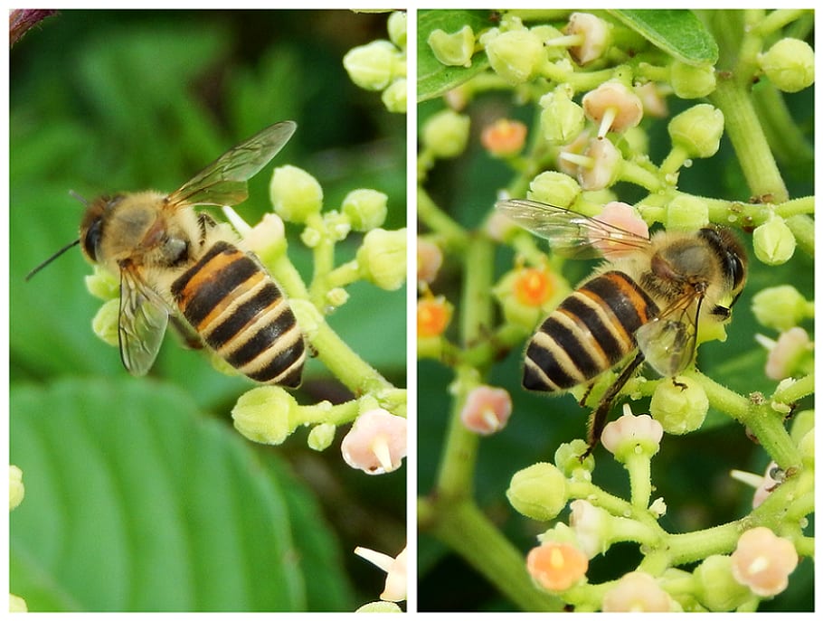 ミツバチ - 生物見遊散歩