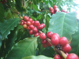 コーヒーの実からコーヒーを作ってみた うっｔと植物たち