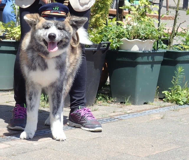 ニセコ駅に 秋田犬の駅長さん誕生 りんごと犬のブログ