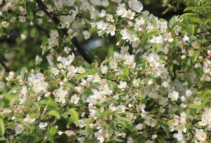 長野県佐久市の佐久荒船高原では ズミの木が白い花を咲かせています ヒトリシズカのつぶやき特論