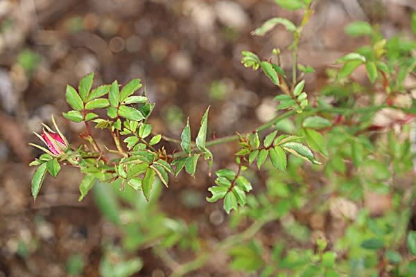 ゲウム マイタイが咲いたけど 花だより