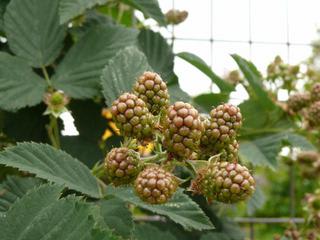 ブラックラズベリー Peaの植物図鑑