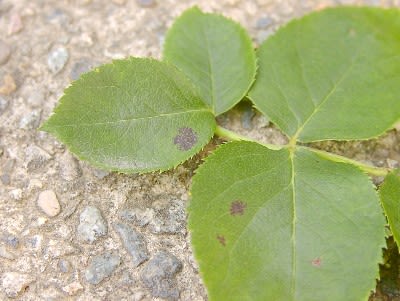 薔薇の黒点病と現在の苗たち Tamaと花たち