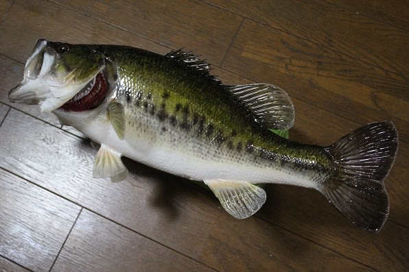 ５５ｃｍ ブラックバス の剥製 完成 虫くん魚くん